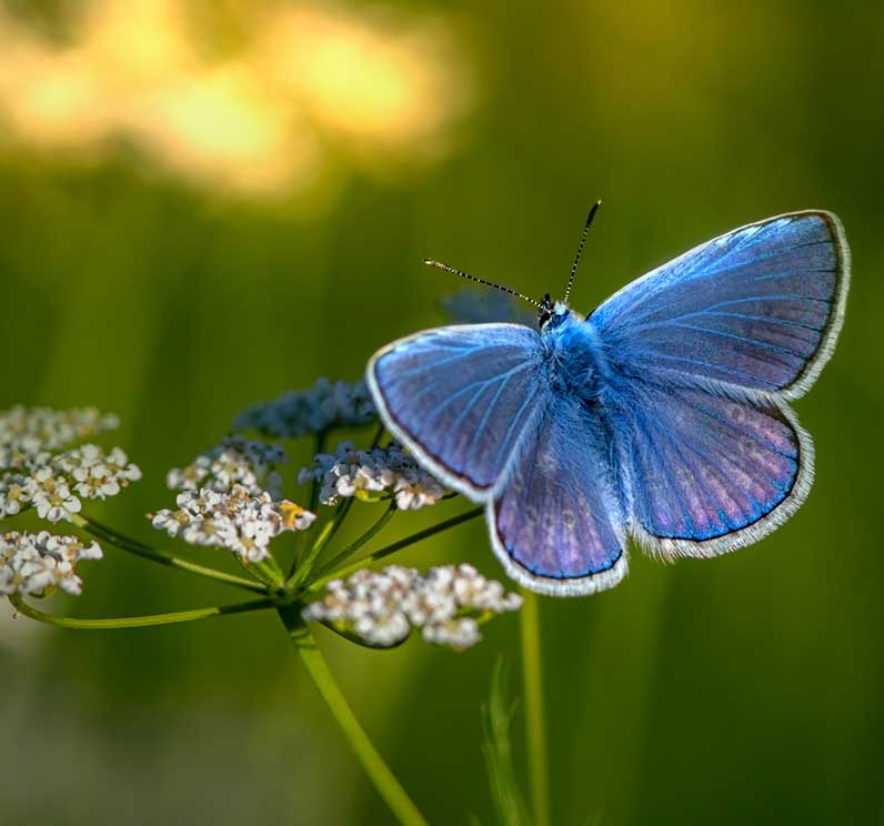 Biodiversiteit Bronckhorst