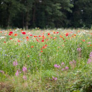 Biodiversiteitsplan