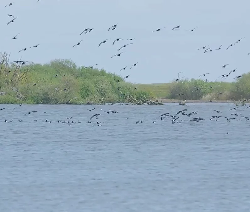 Een betere leefomgeving voor wadvogels