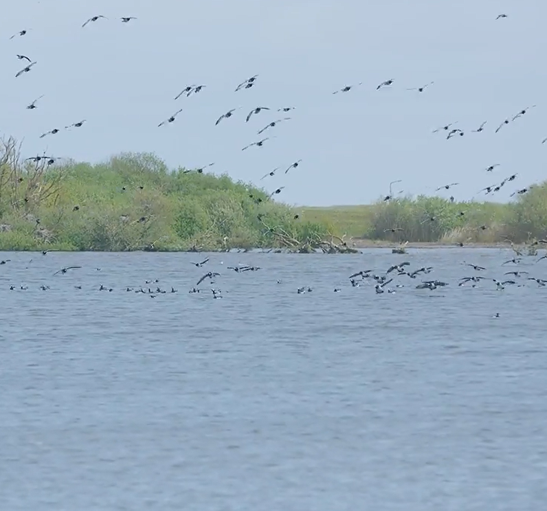 Een betere leefomgeving wadvogels Eelerwoude