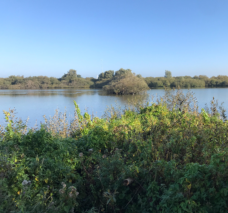 Westerplas Eelerwoude b