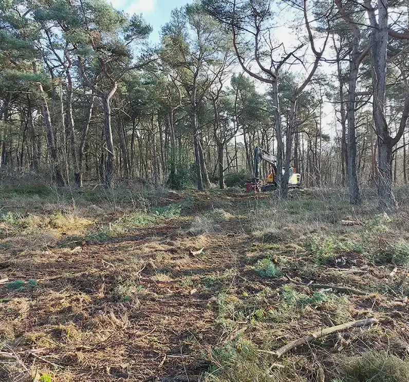 Openheid in het bos van het Dwingelderveld creëren Openheid in het bos van het Dwingelderveld creëren