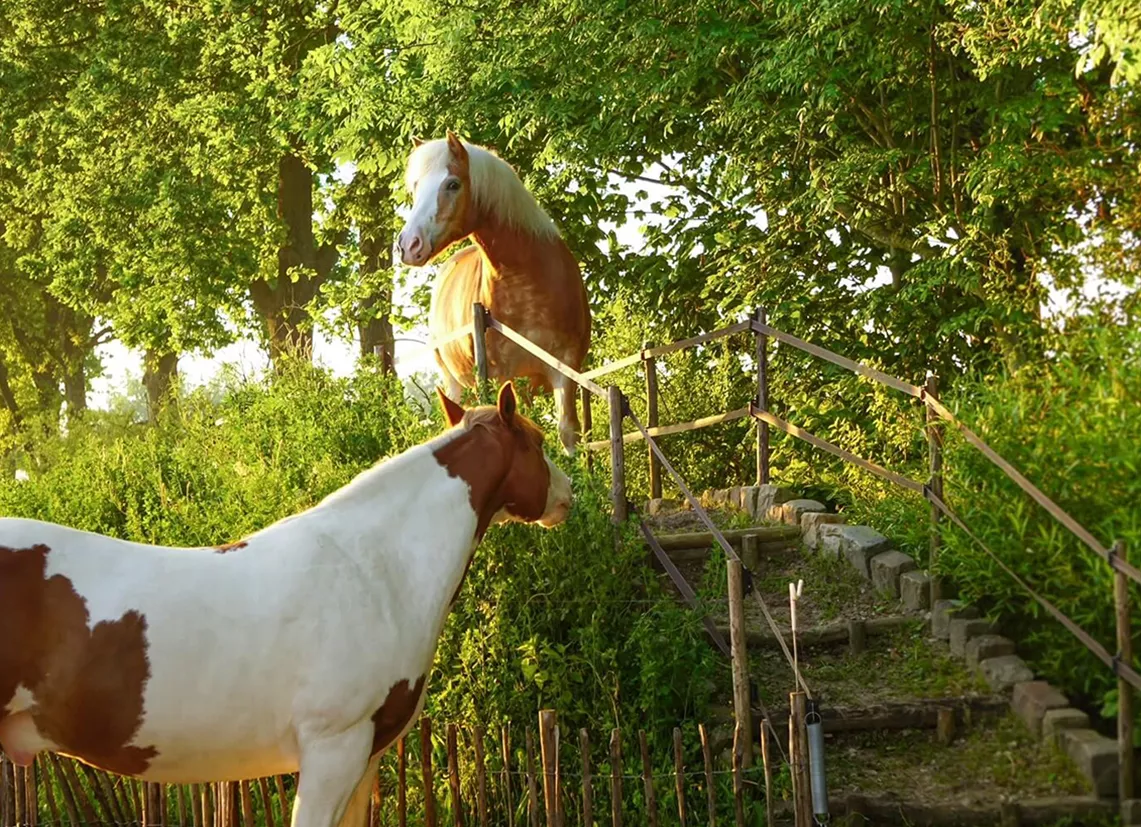 EE23-gezonde-omgevinging-Paard