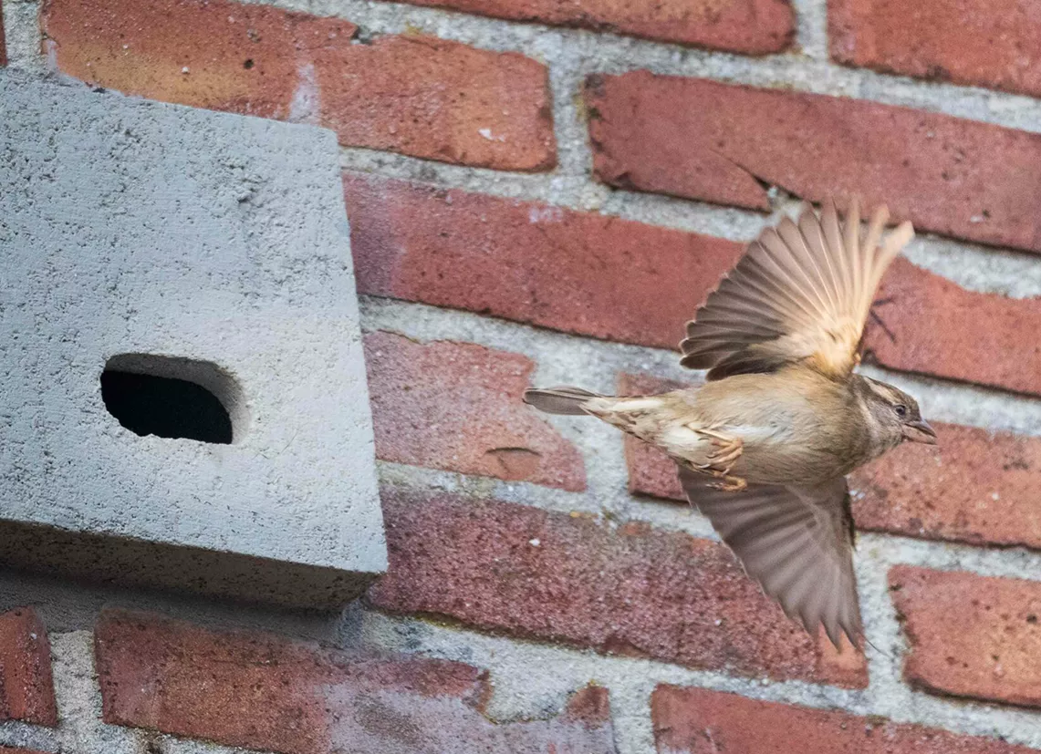 EE23-kast-voor-vogelsoorten
