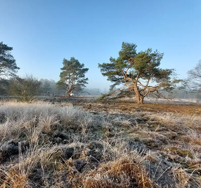 Heideherstel Holtingerveld Heideherstel Holtingerveld