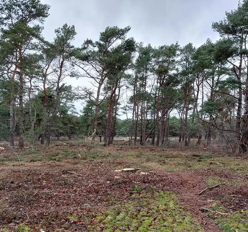 Openheid in het bos van het Dwingelderveld Openheid in het bos van het Dwingelderveld