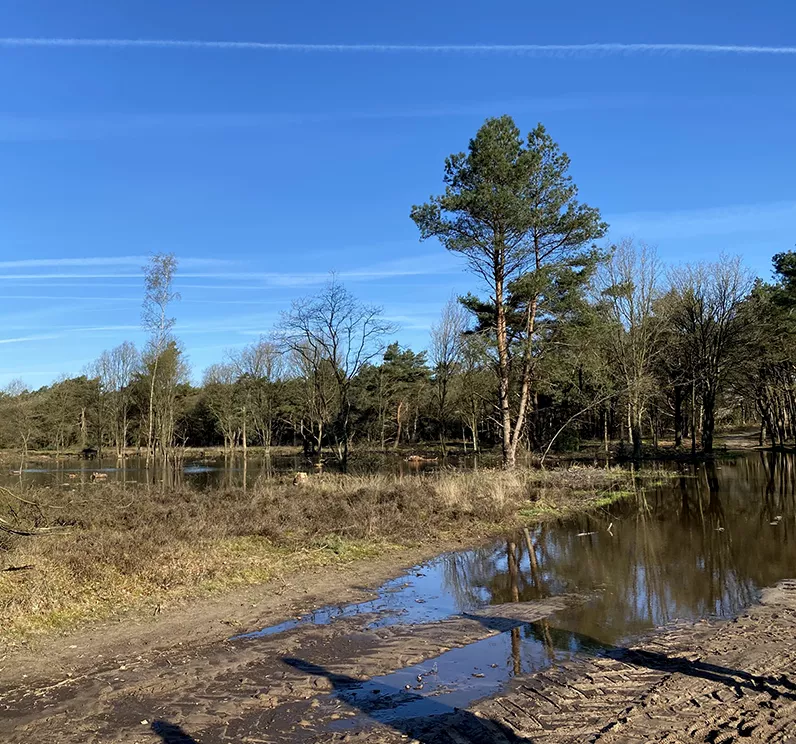 Water vasthouden in heidegebied Dwingelderveld Water vasthouden in heidegebied Dwingelderveld