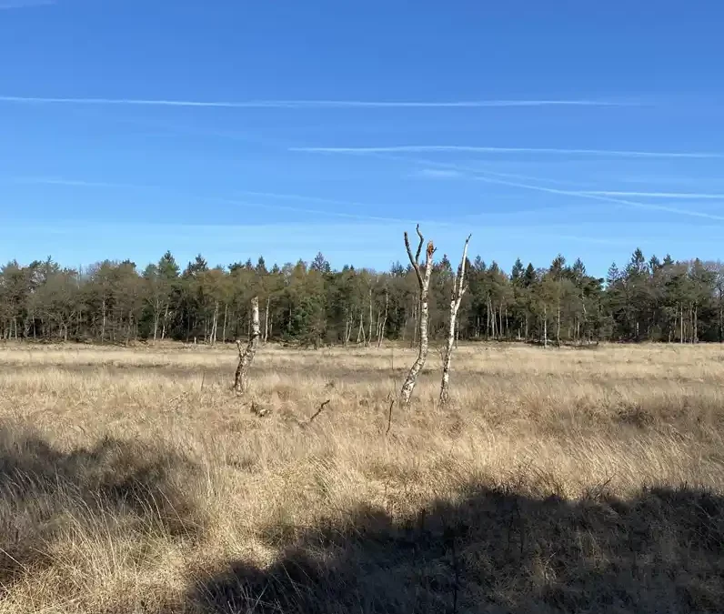 Natuurherstel in Zuidwest Drenthe