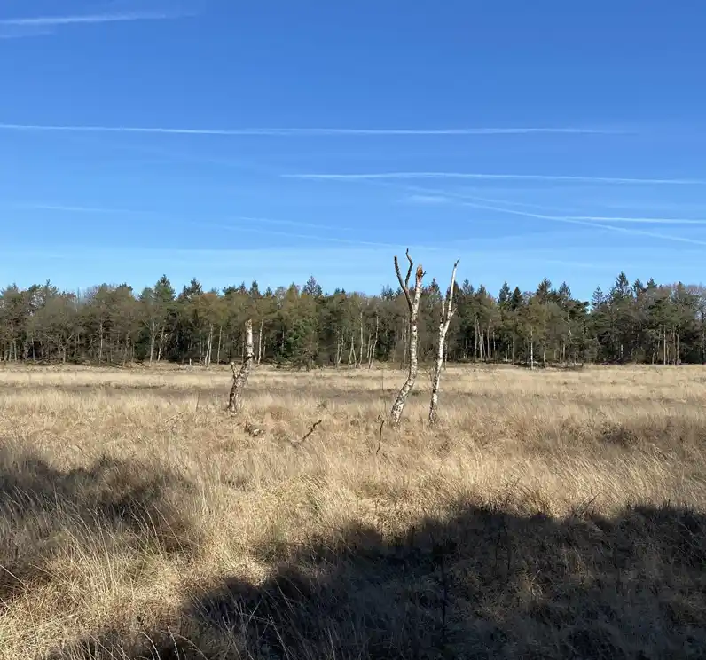 Vergrast Holtingerveld