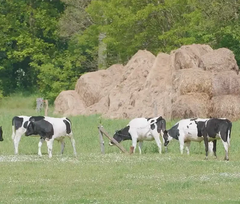 Ekoboerderij Arink: extensieve landbouw in de praktijk