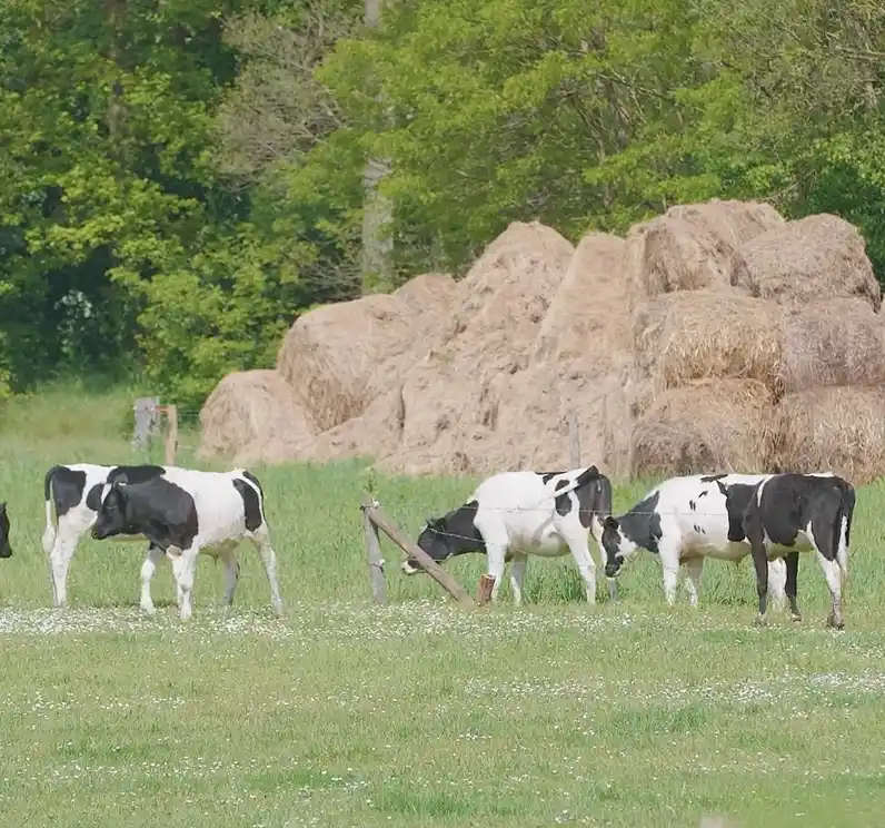 Ekoboerderij Arink: extensieve landbouw in de praktijk