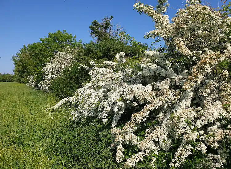 beekpunge groeiplaats