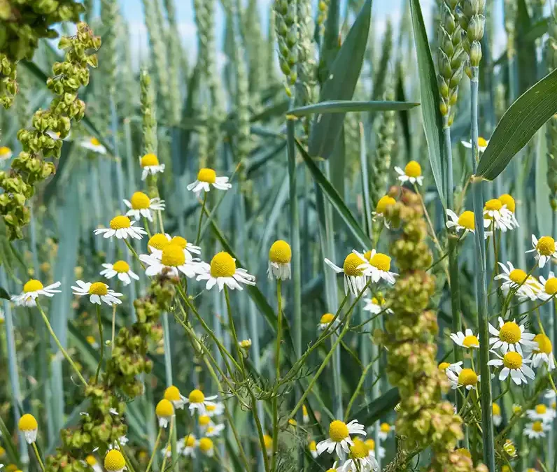 Gebiedsvisie natuurinclusieve landbouw