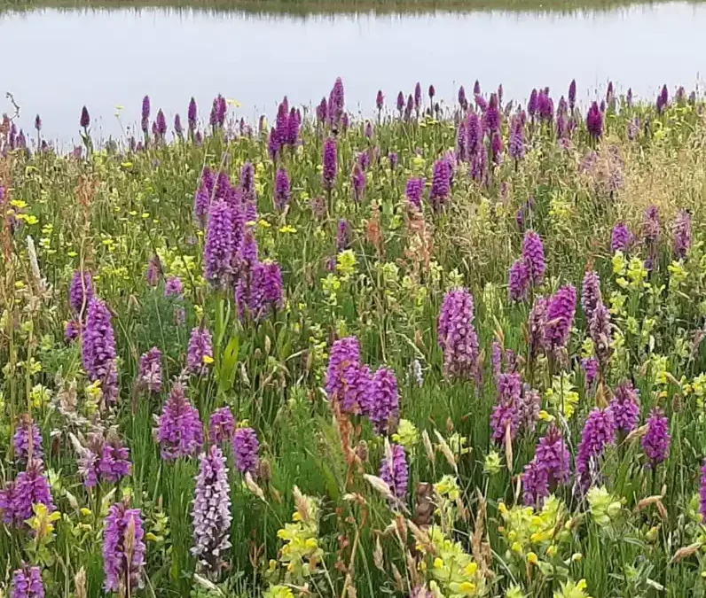 Natuurontwikkeling in de binnenduinrand