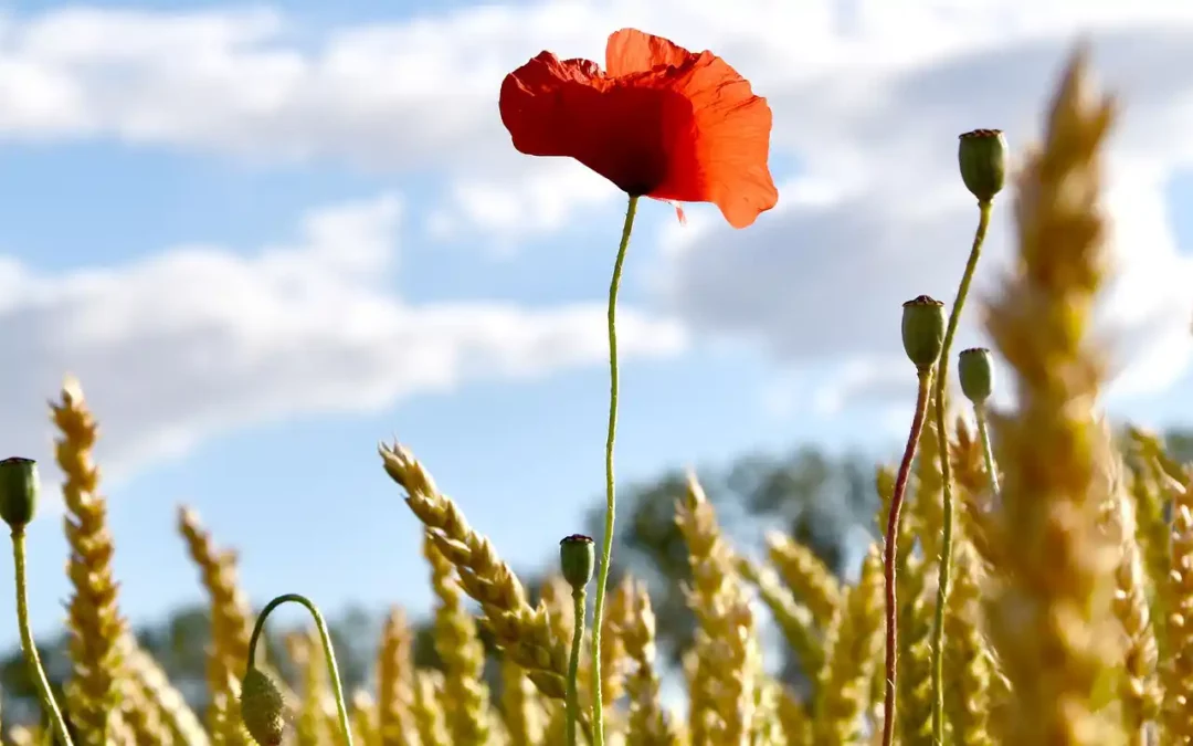 Hoe kunnen landbouw en natuur samengaan?