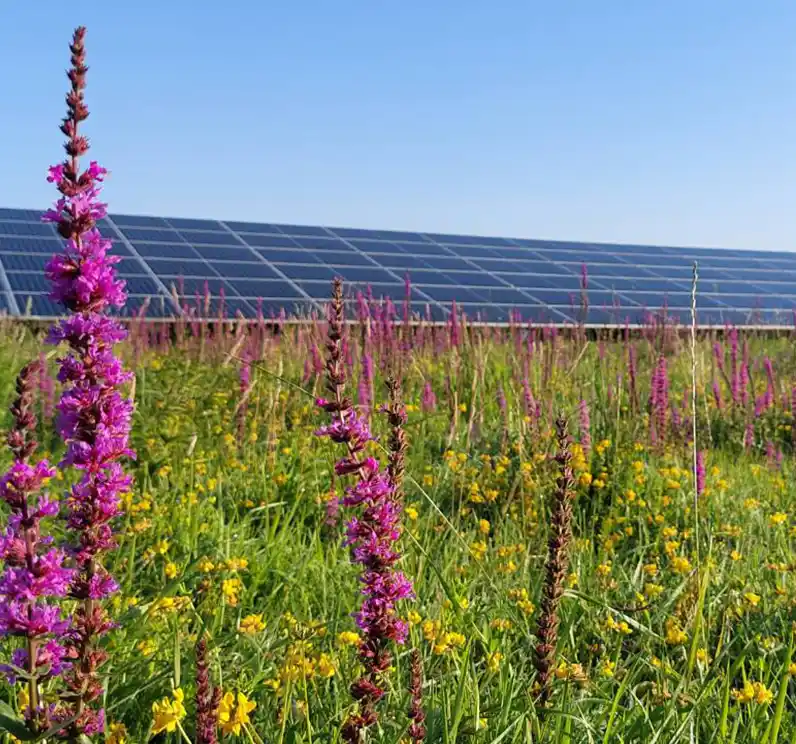 De rol van de natuur bij de ontwikkeling van wind- en zonneparken
