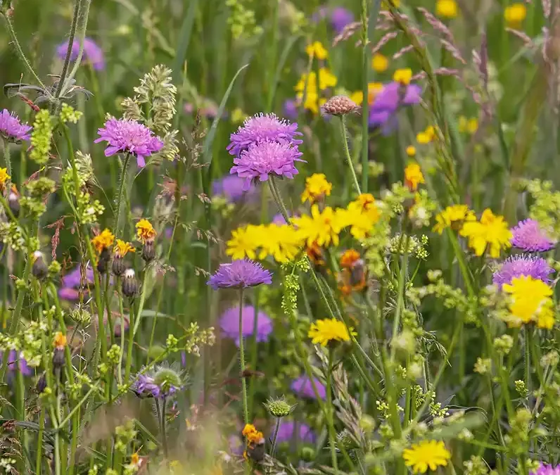 Biodiversiteit loont voor ondernemers en werknemers