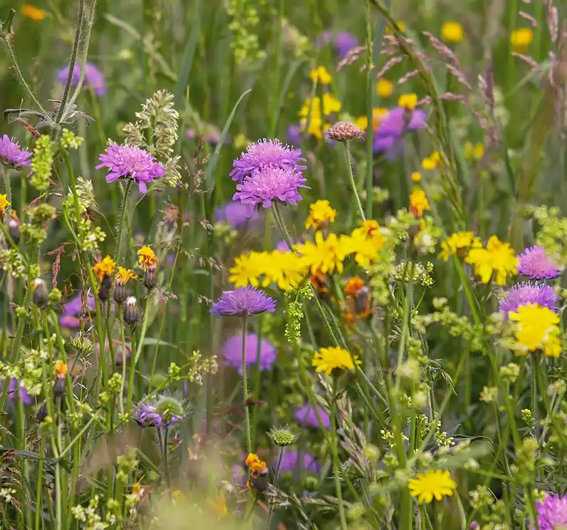 Biodiversiteit loont voor ondernemers en werknemers
