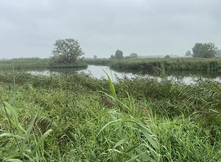 Waterriet bij het Zwarte Meer