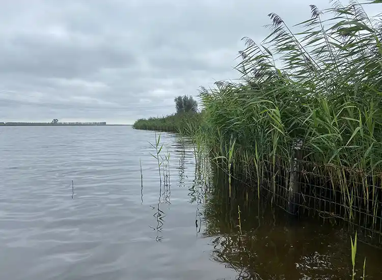 Zwarte Meer met waterriet