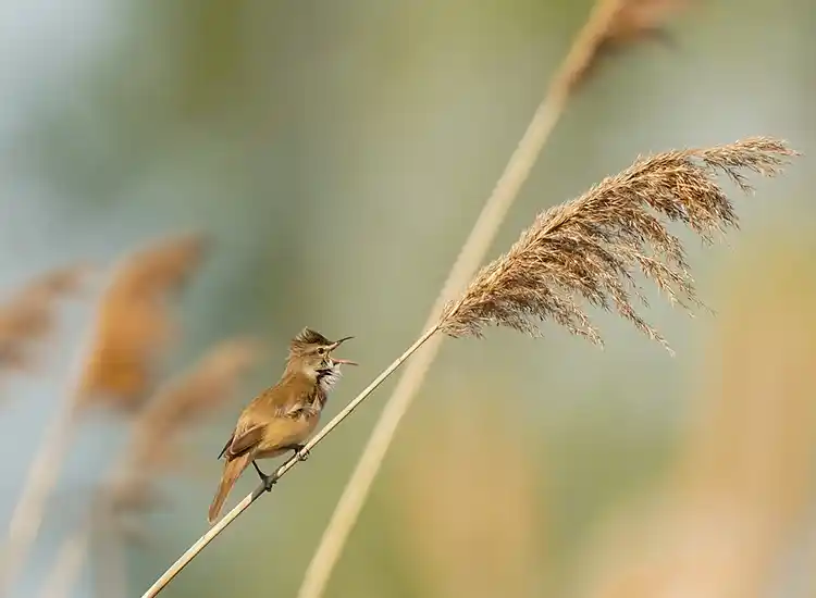 grote karekiet Zwarte Meer