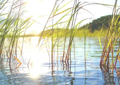Kwaliteitsverbetering waterrietlanden