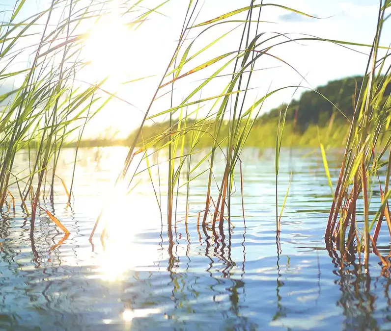 Kwaliteitsverbetering waterrietlanden