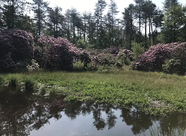 Zandebosvennen voor de maatregelen Rododendrons Zandebosvennen voor de maatregelen Rododendrons