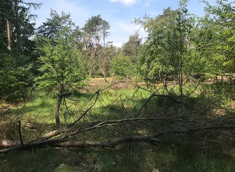 Zandebosvennen voor de maatregelen bomen Zandebosvennen voor de maatregelen bomen