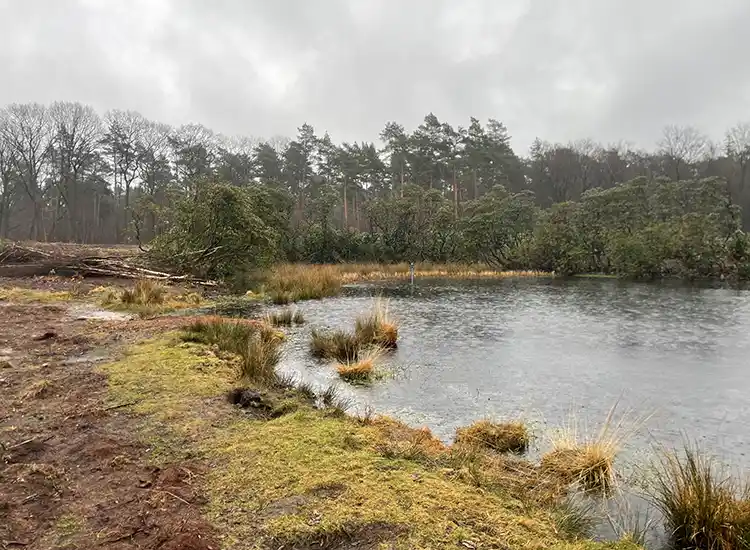 Zandenbosvennen na de maatregelen2 Zandenbosvennen na de maatregelen2