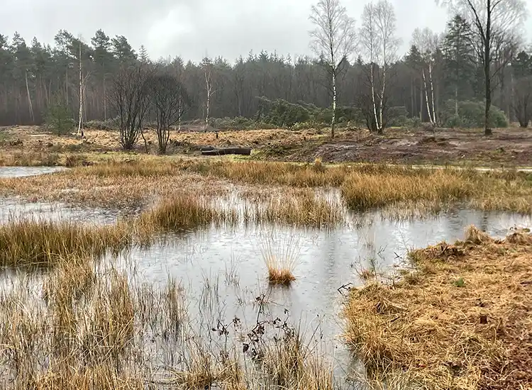 Zandenbosvennen na de maatregelen Zandenbosvennen na de maatregelen