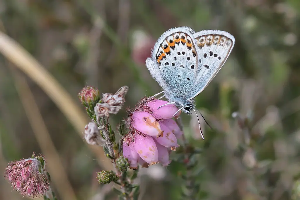Heideblauwtje op dopheide