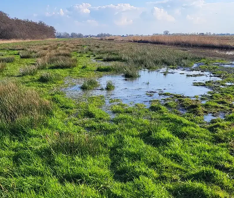 Agrarische graslanden worden veenweidenatuur
