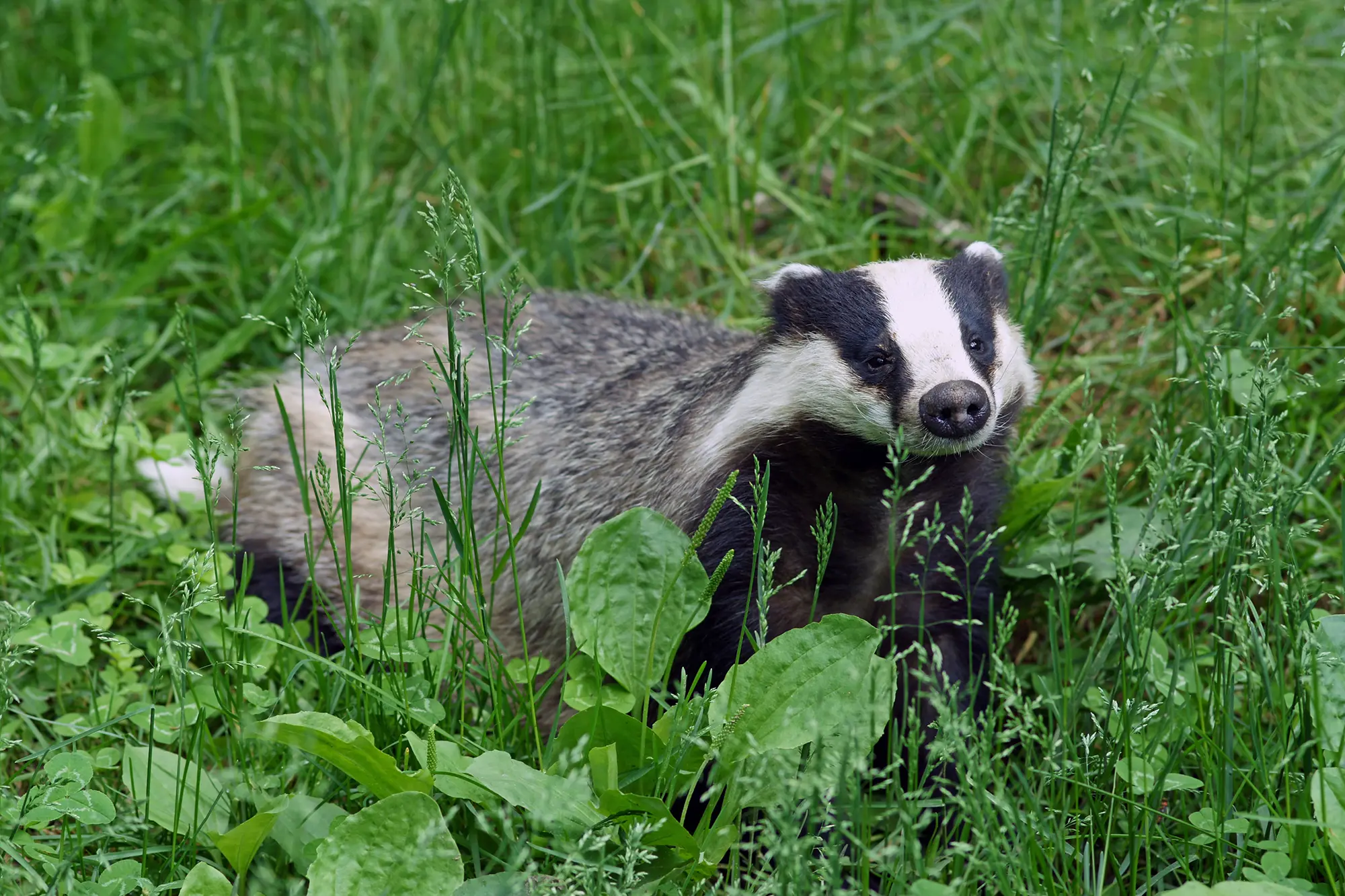 Soortbescherming in de Omgevingswet: Flora- en fauna-activiteiten