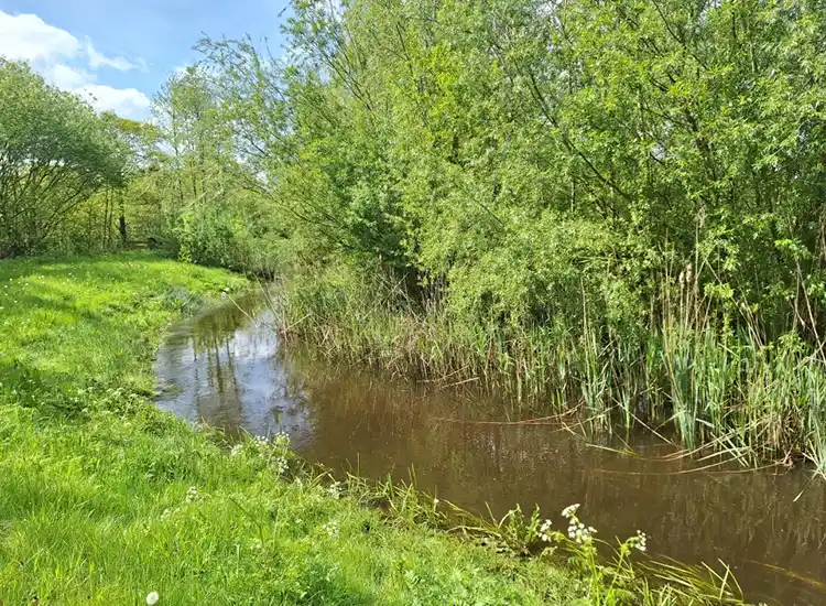 Waterriet bij het Zwarte Meer