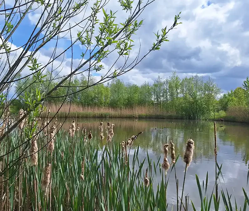 Van grasland naar groene bufferzone